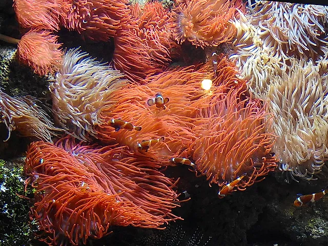 Clownfish among orange sea anemones in a tank at the Aquarium of Genoa