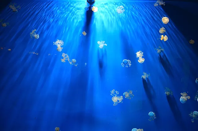 Small spotted jellyfish drifting in blue light in a jellyfish tank at the Aquarium of Genoa