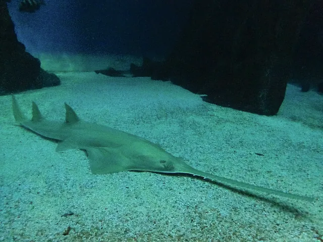A sawfish gliding over the sandy floor of a large tank at the Aquarium of Genoa