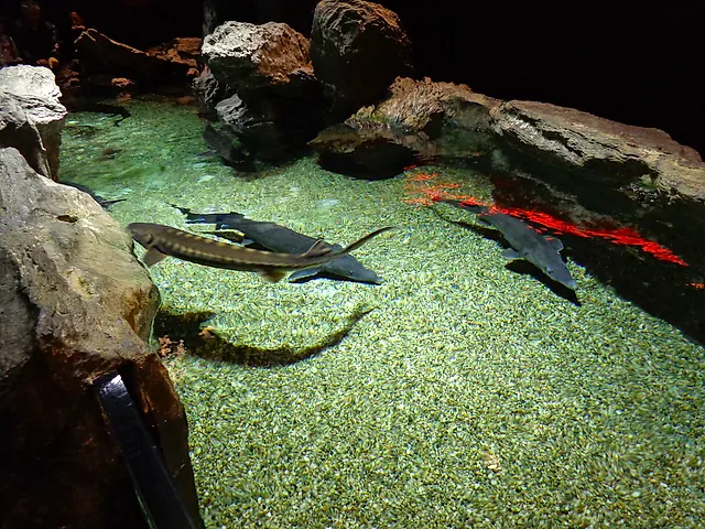 Large elongated fish resting over a gravel bottom among rocks in a dimly lit tank at the Aquarium of Genoa